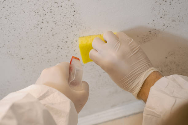 Mold Remediation for Rental Properties in Hanover Park, IL